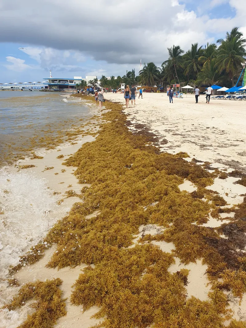 Sargassum seaweed accumulation on beach showing the ecosystem devastation problem