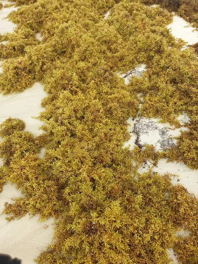 Methane Gas Emissions - Sargassum impact