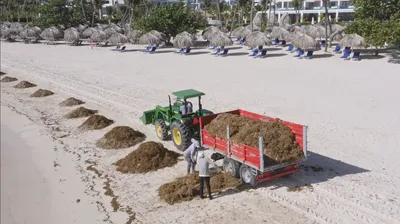 Ecosystem Devastation - Sargassum impact